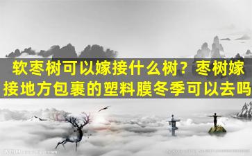 软枣树可以嫁接什么树？枣树嫁接地方包裹的塑料膜冬季可以去吗