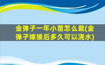 金弹子一年小苗怎么栽(金弹子嫁接后多久可以浇水)