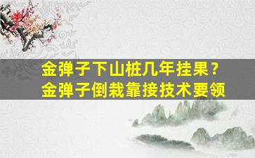 金弹子下山桩几年挂果？金弹子倒栽靠接技术要领