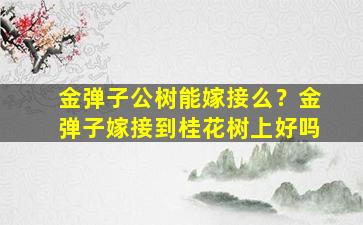 金弹子公树能嫁接么？金弹子嫁接到桂花树上好吗