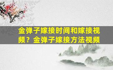 金弹子嫁接时间和嫁接视频？金弹子嫁接方法视频