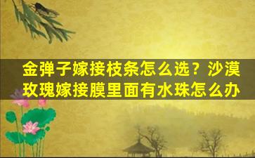 金弹子嫁接枝条怎么选？沙漠玫瑰嫁接膜里面有水珠怎么办