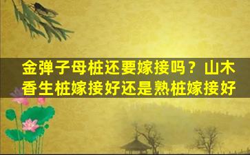 金弹子母桩还要嫁接吗？山木香生桩嫁接好还是熟桩嫁接好