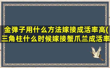 金弹子用什么方法嫁接成活率高(三角柱什么时候嫁接蟹爪兰成活率高)