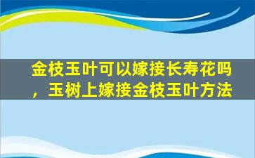 金枝玉叶可以嫁接长寿花吗，玉树上嫁接金枝玉叶方法