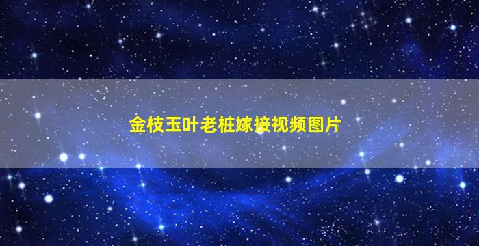 金枝玉叶老桩嫁接视频图片