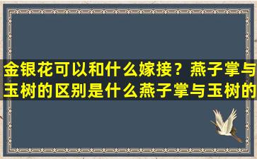 金银花可以和什么嫁接？燕子掌与玉树的区别是什么燕子掌与玉树的区