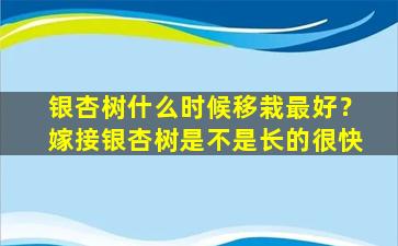 银杏树什么时候移栽最好？嫁接银杏树是不是长的很快