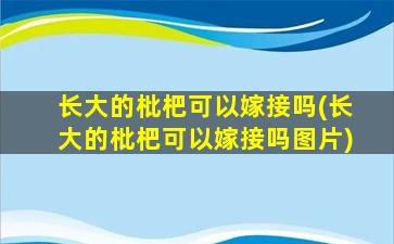 长大的枇杷可以嫁接吗(长大的枇杷可以嫁接吗图片)