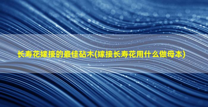 长寿花嫁接的最佳砧木(嫁接长寿花用什么做母本)