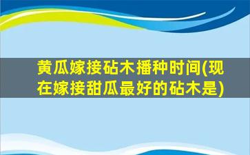 黄瓜嫁接砧木播种时间(现在嫁接甜瓜最好的砧木是)