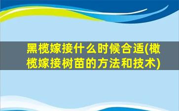 黑榄嫁接什么时候合适(橄榄嫁接树苗的方法和技术)